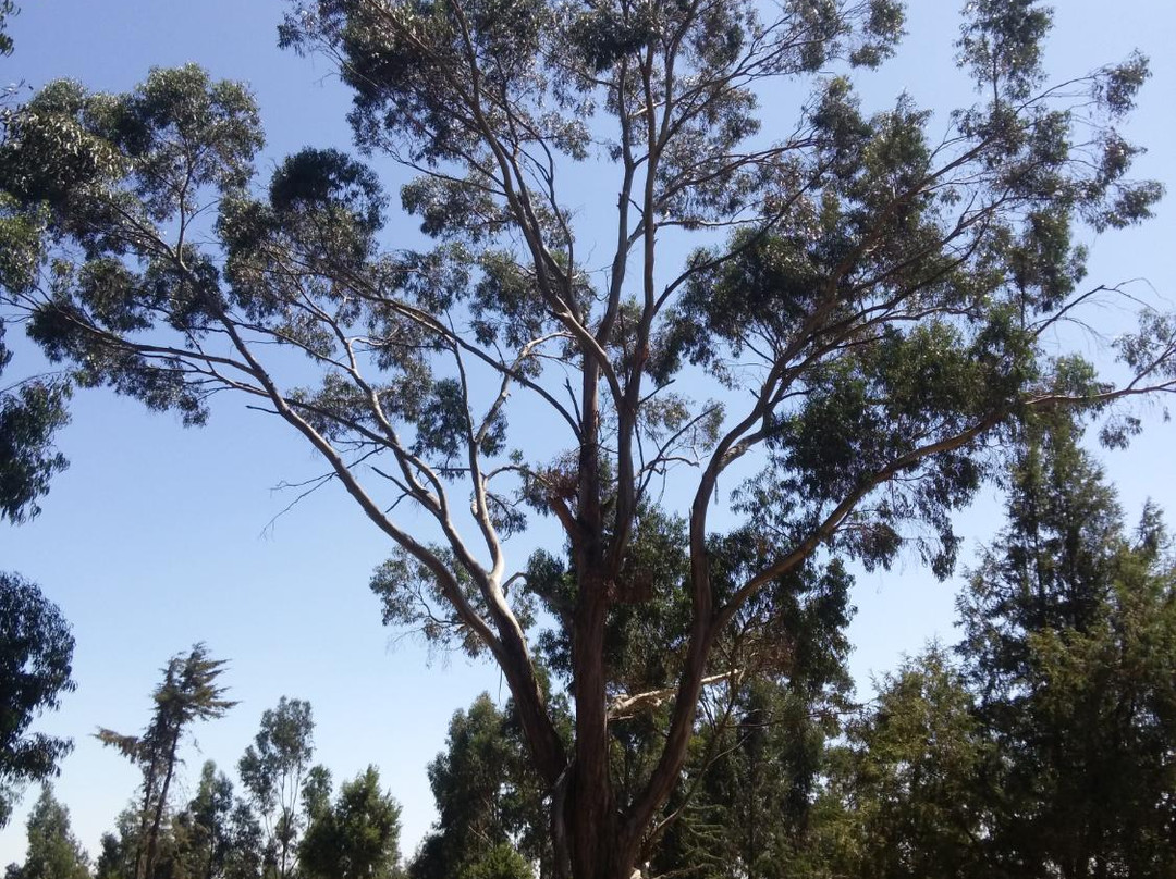 Afro Ethiopia Tour景点图片