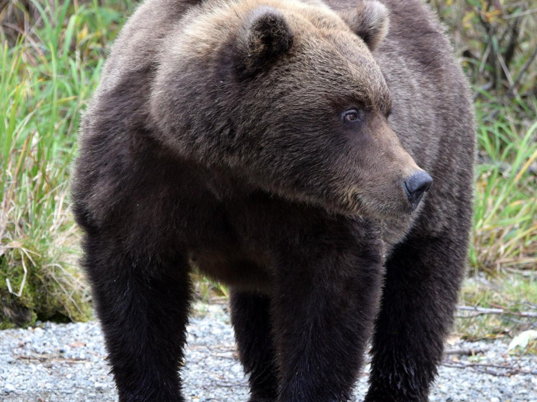 Alaska Bear Expeditions Bear Viewing Tours-卡特迈国家公园及自然保护区必去景点