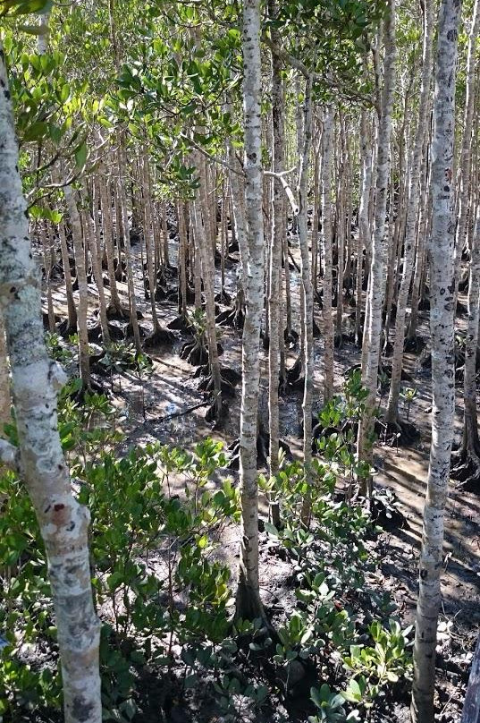 爱罗格伦旅游景点-The Jack Barnes Bicentennial Mangrove Boardwalk