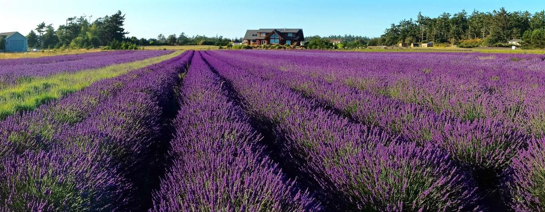 Lavender Wind Farm景点图片