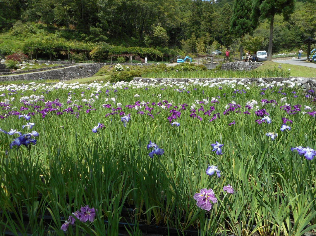 Banshu Yamasaki Hana Iris Garden-肉粟市必去景点