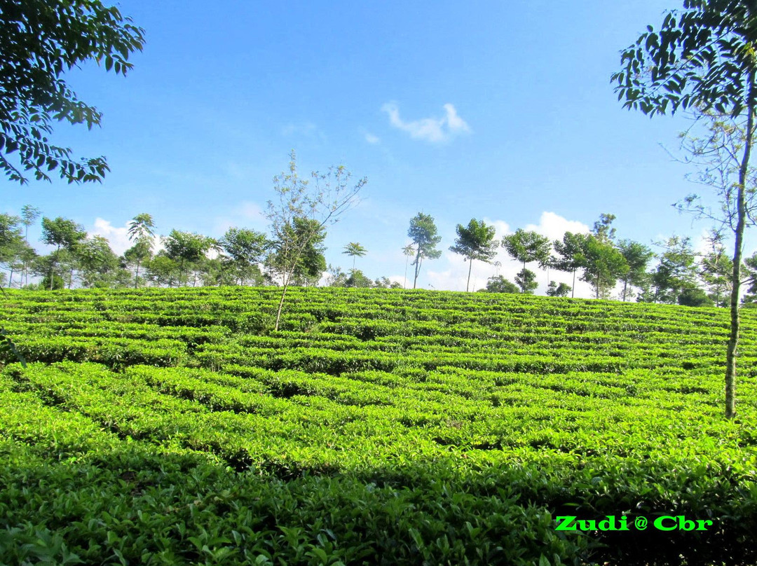 Tanjung Sari Tea Garden景点图片