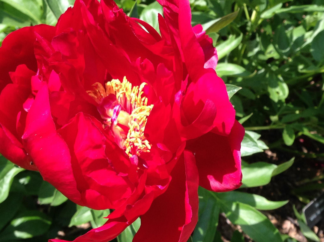 Klehm Arboretum & Botanic Garden-罗克福德必去景点