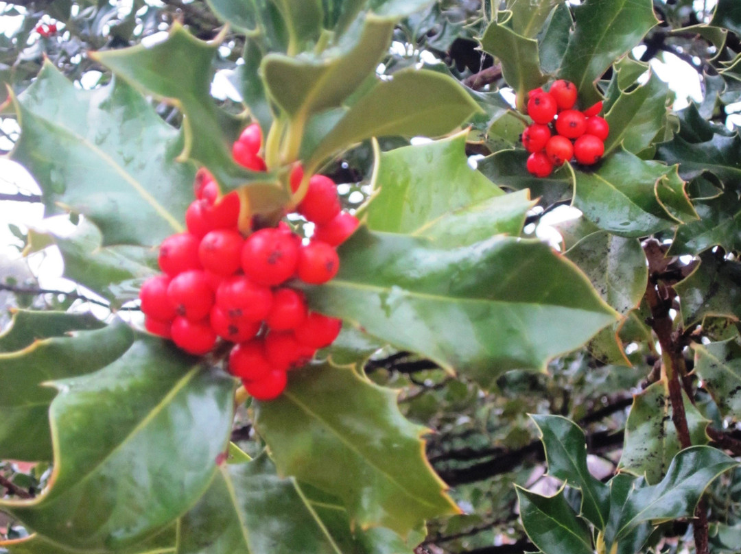 Beechworth Public Cemetery-比奇沃思必去景点
