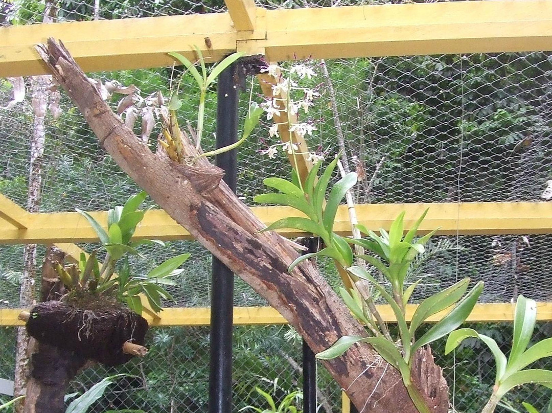 Honiara Botanical Gardens景点图片