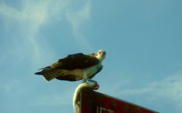 Kayaking Florida-奥兰多必去景点