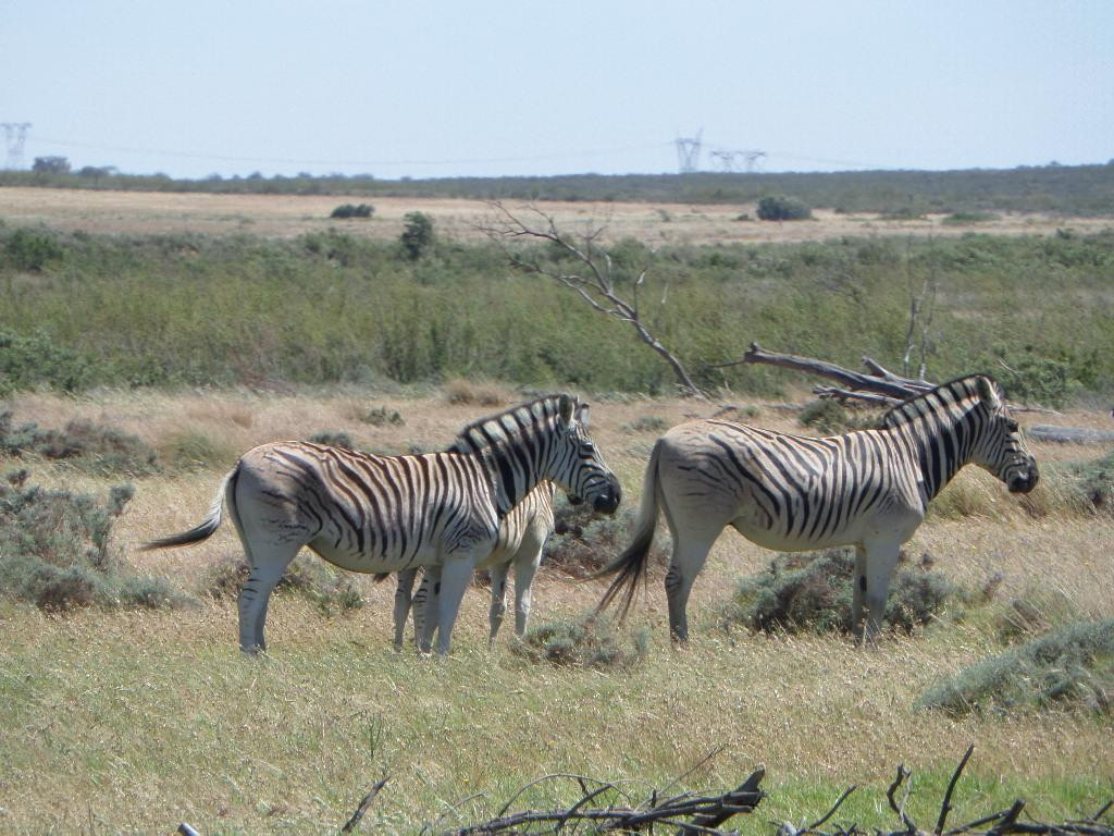Bontebok Ridge Reserve-惠灵顿必去景点