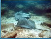 Barracuda Diving India-巴格海滩必去景点