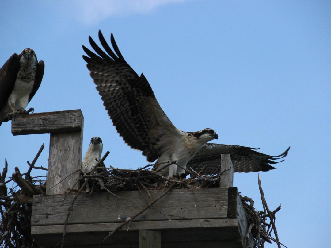 Badfish Charters-Ocean View必去景点