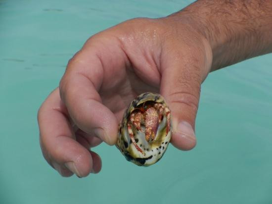 Horsestable Beach-North Caicos必去景点