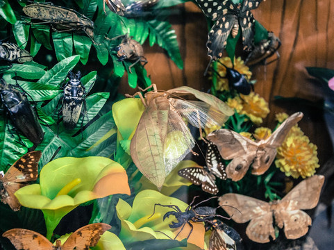 世界昆虫及自然奇观博物馆-清迈必去景点