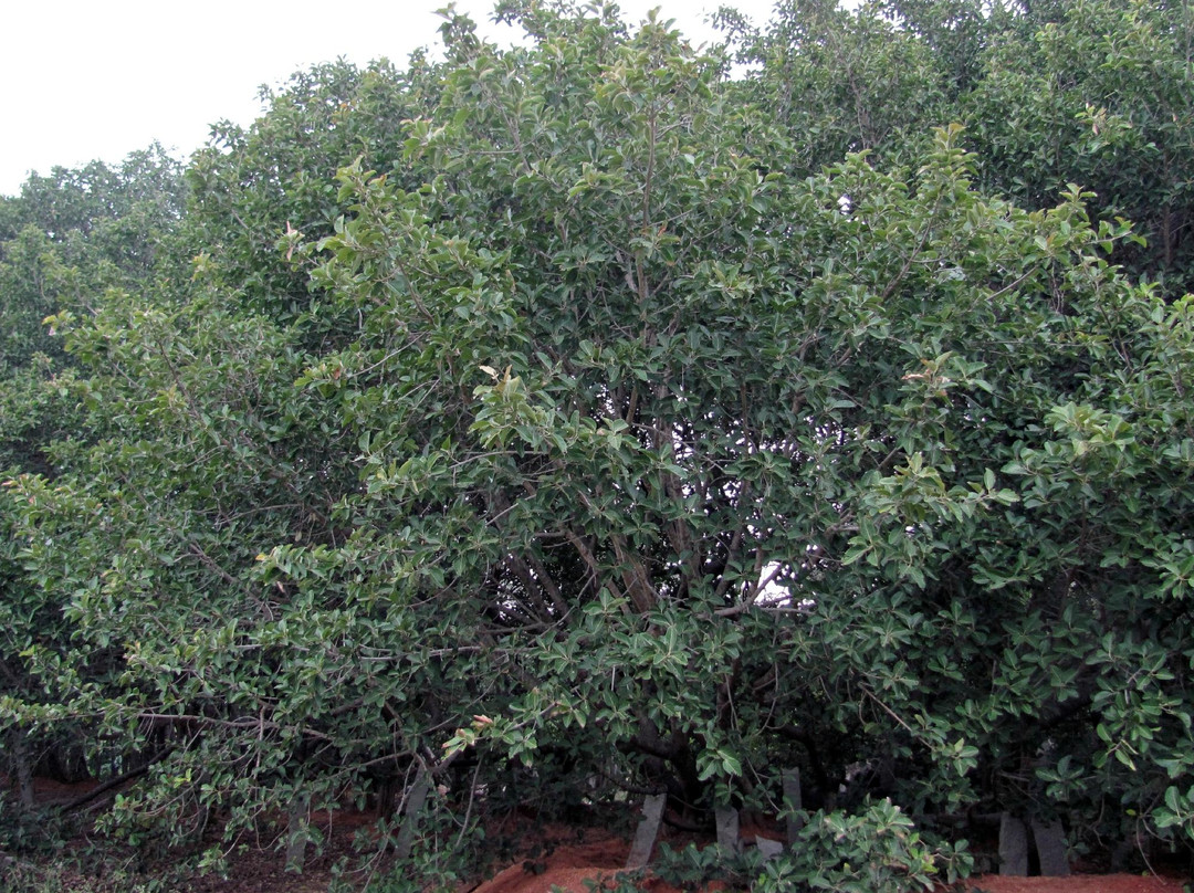Thimmamma Marrimanu景点图片
