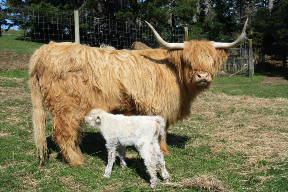 Stoney Oaks Wildlife Park-Inglewood必去景点