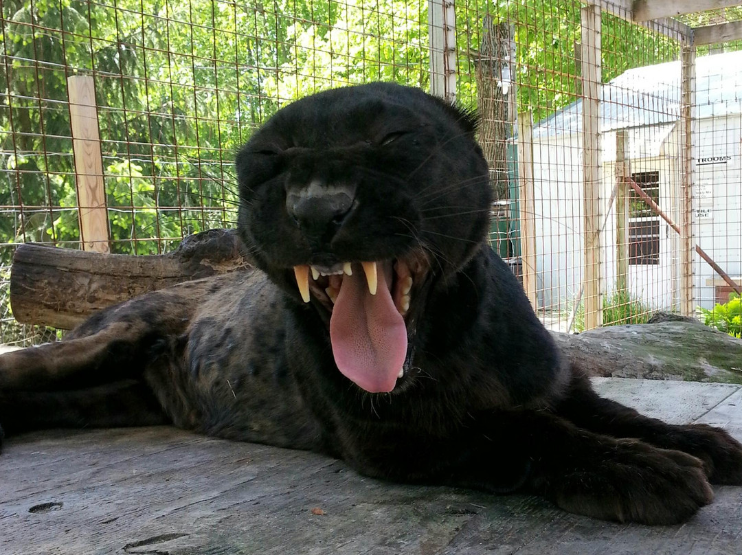 Heaven's Corner Zoo & Animal Sanctuary-West Alexandria必去景点