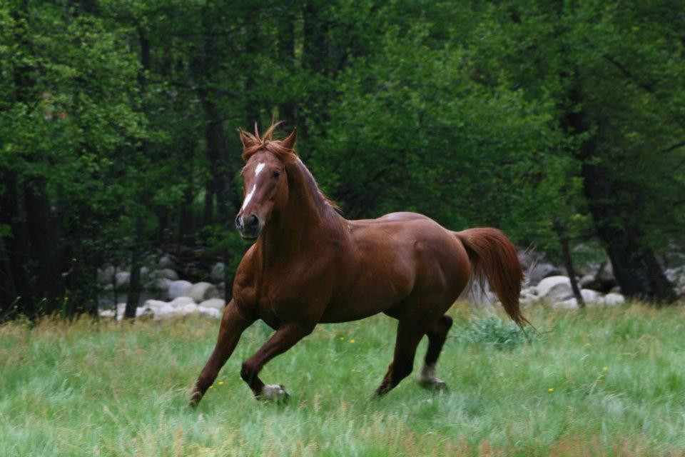 Gredos a Caballo-Hoyos del Espino必去景点