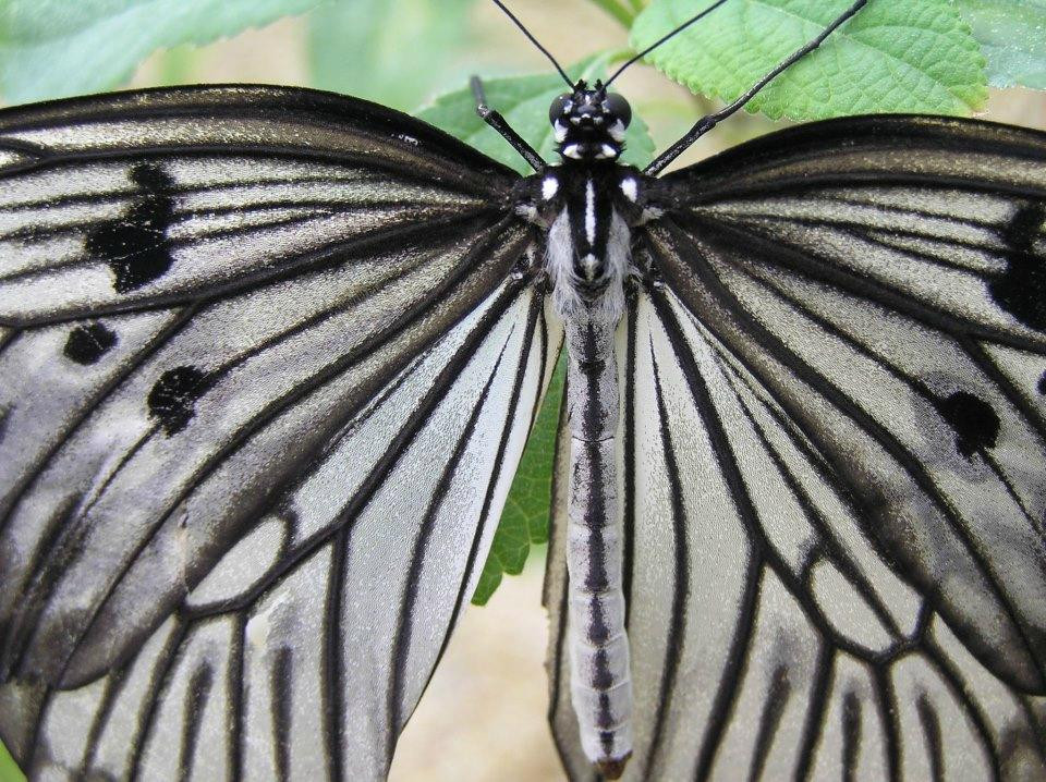 Wye Valley Butterfly Zoo-瓦伊河畔罗斯必去景点