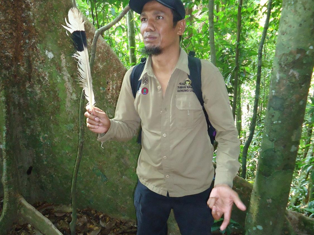 Harimau Sumatra-武吉拉旺必去景点