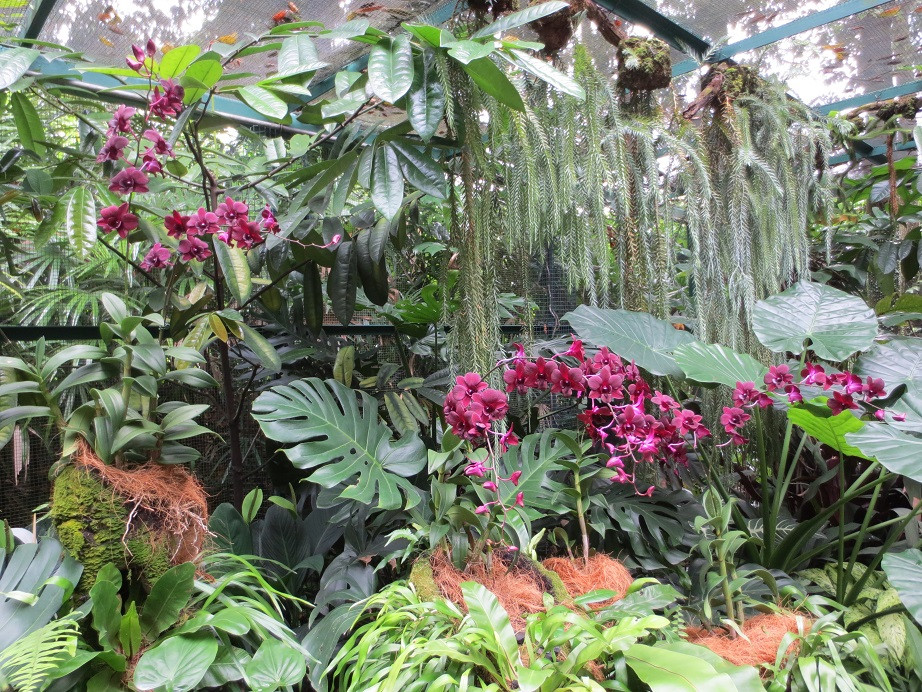 国家兰花园-新加坡必去景点