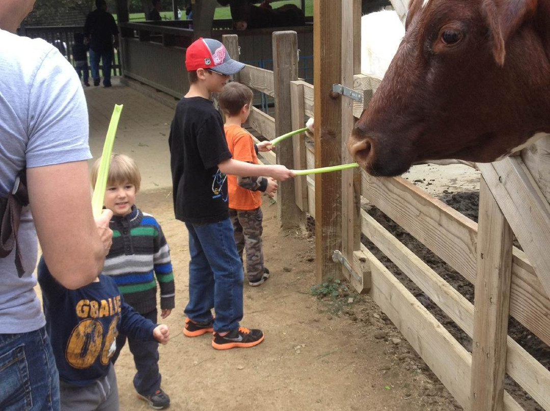 Tilden Park Little Farm-伯克利必去景点