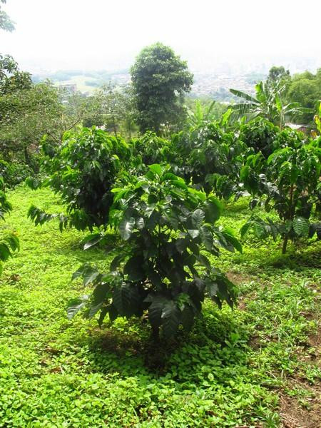 Don Manolo Café-佩雷拉必去景点