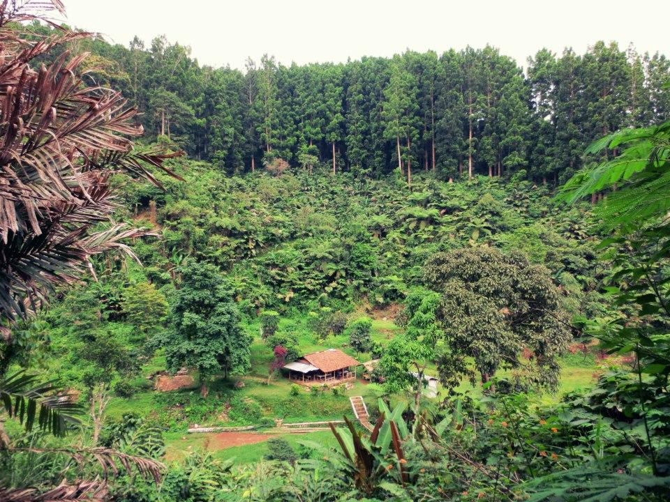 Halimun Salak National Park-茂物必去景点