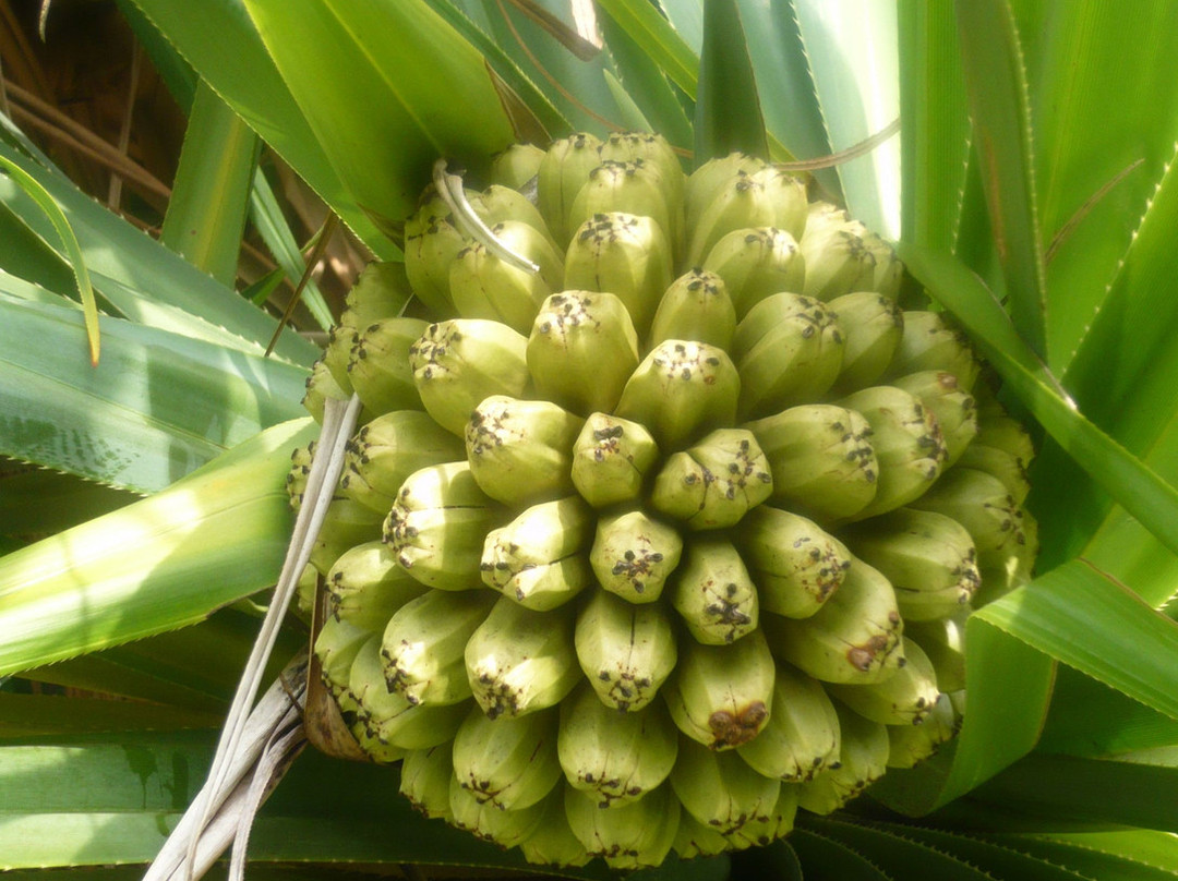 夏威夷热带植物园-库克船长必去景点