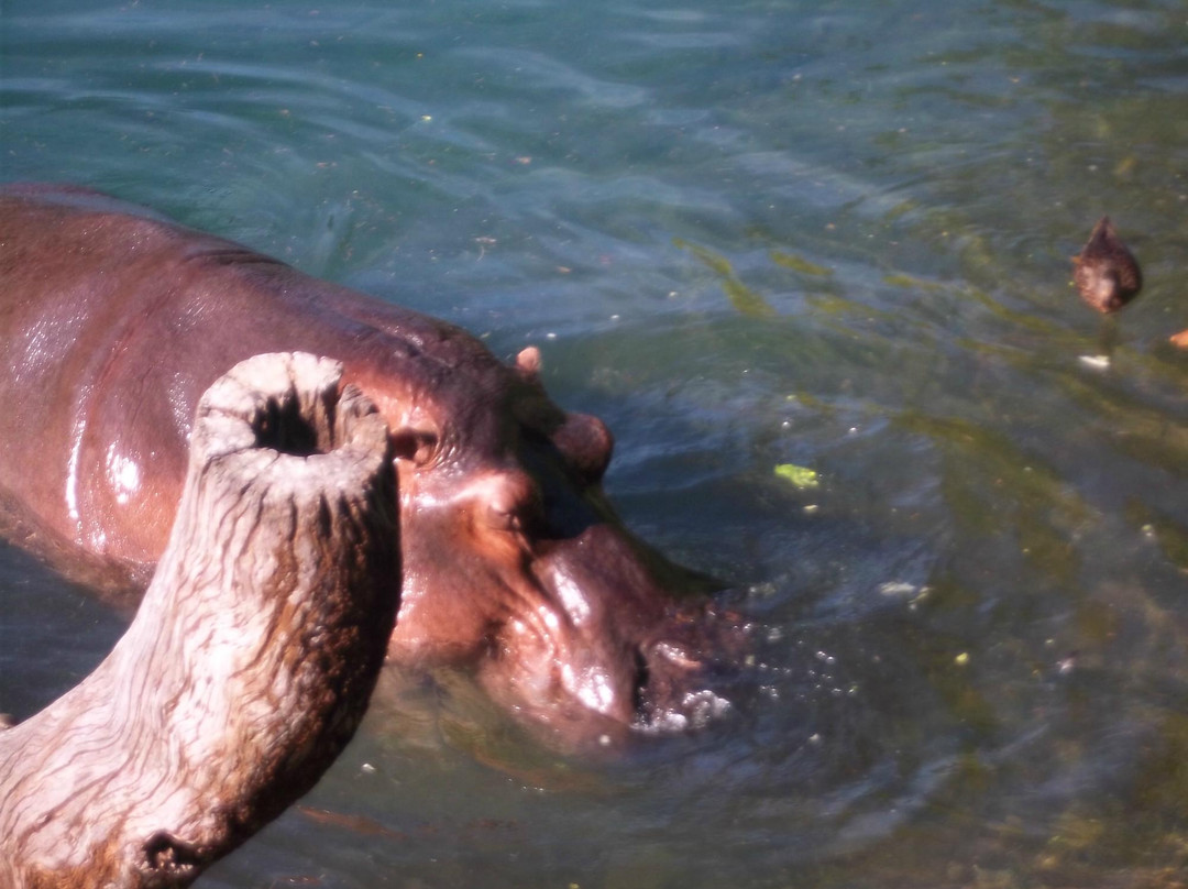 非洲野外探险-奥兰多必去景点