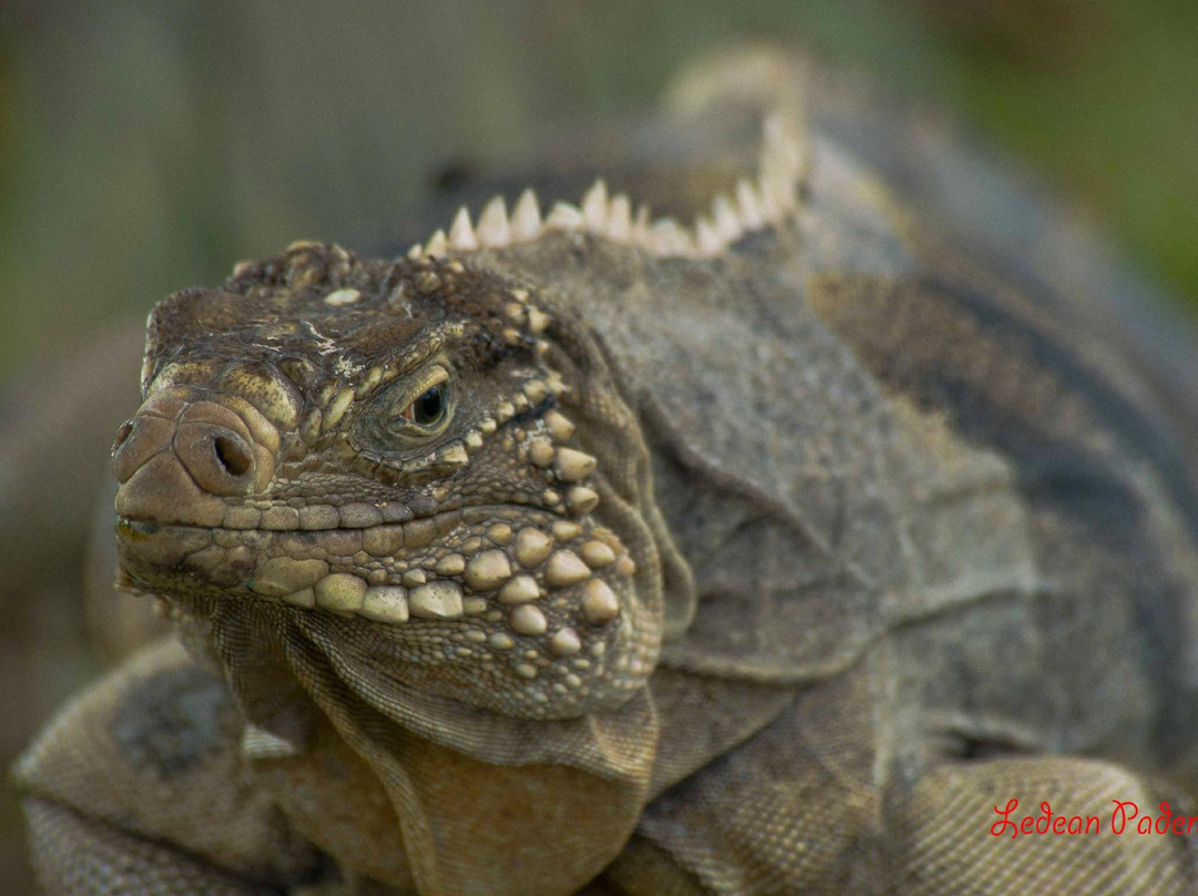 Little Cayman Baptist Church-Little Cayman必去景点