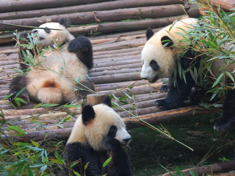 Chengdu Tour Guide Haba-成都必去景点