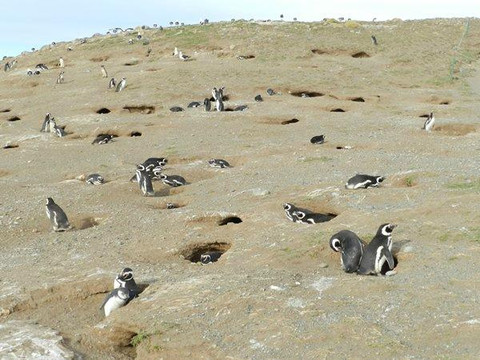 Solo Expediciones-蓬塔阿雷纳斯必去景点