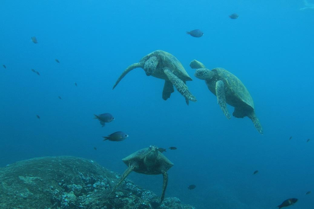 海豚潜水之旅-怀厄奈必去景点