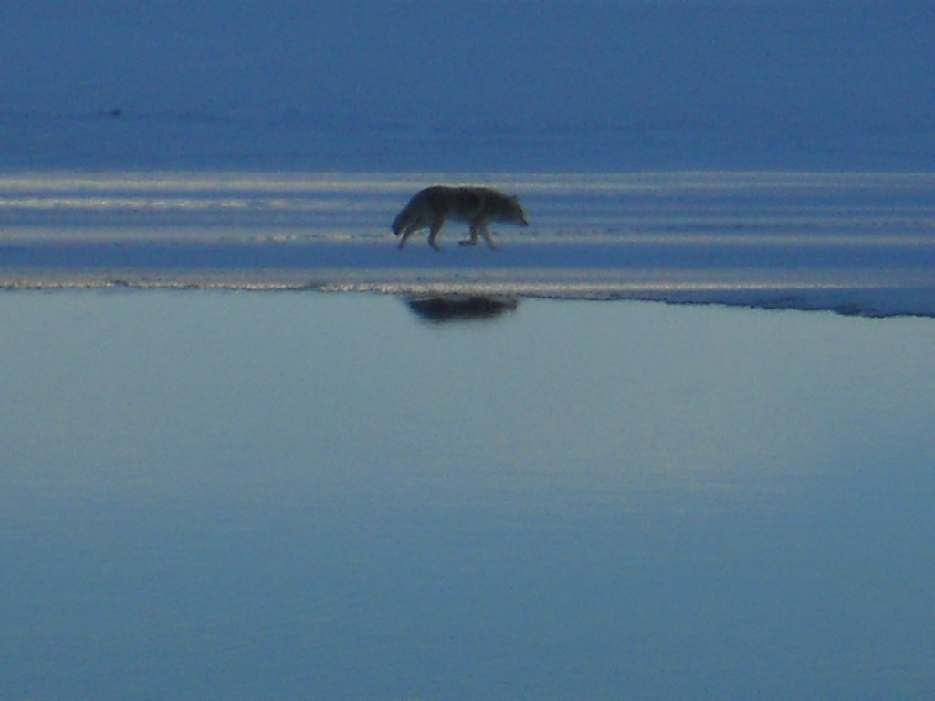 BrushBuck Wildlife Tours-杰克逊必去景点