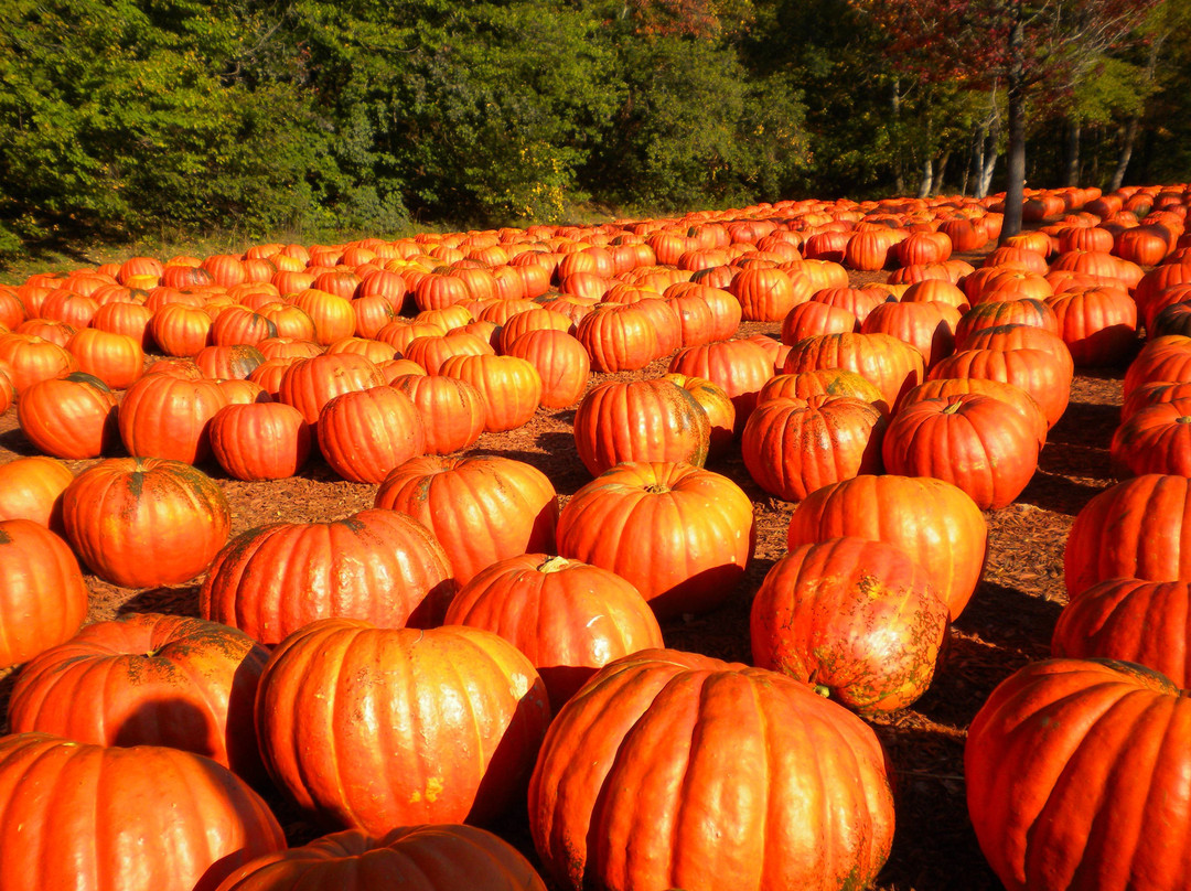 Burt's Farm-道森维尔必去景点