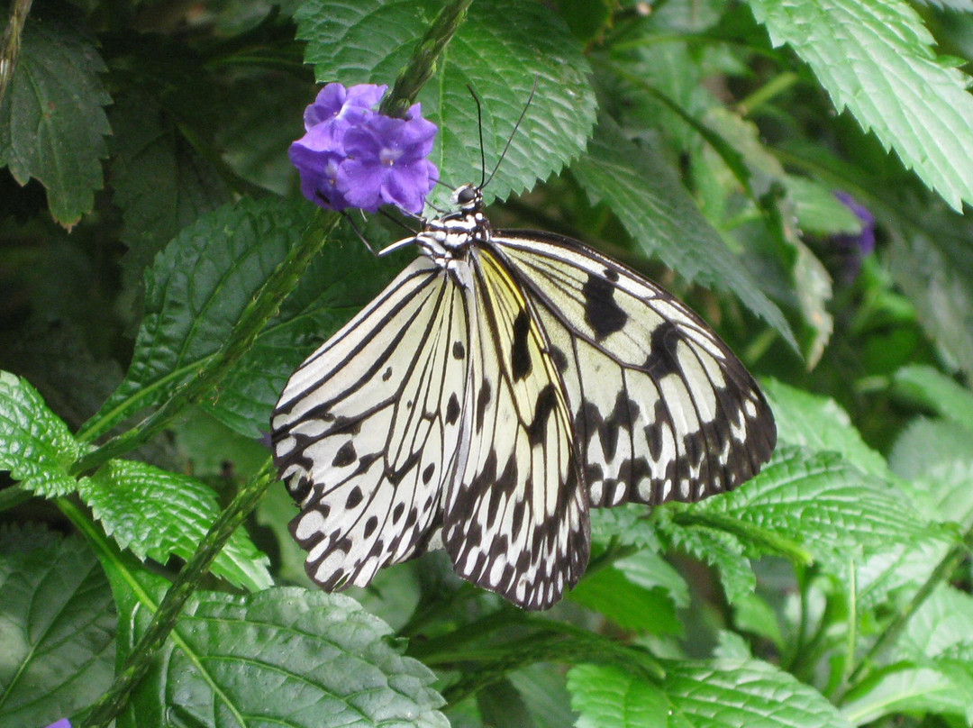 Magic Wings Butterfly Conservatory and Gardens景点图片
