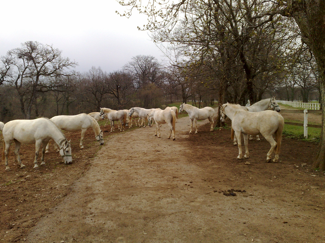 Lipica Stud Farm - Kobilarna Lipica景点图片