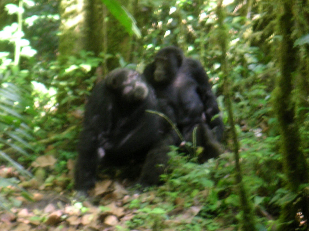 Kibale Forest National Park景点图片