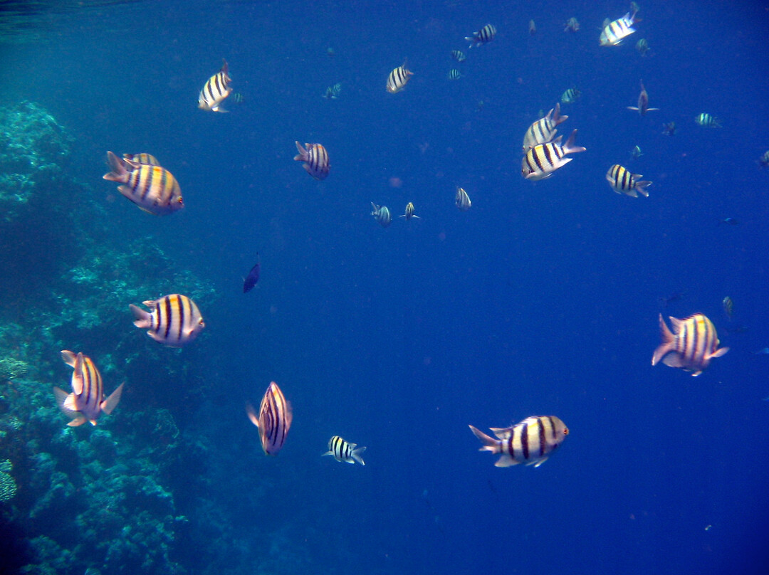 Jackson Reef-红海和西奈半岛必去景点