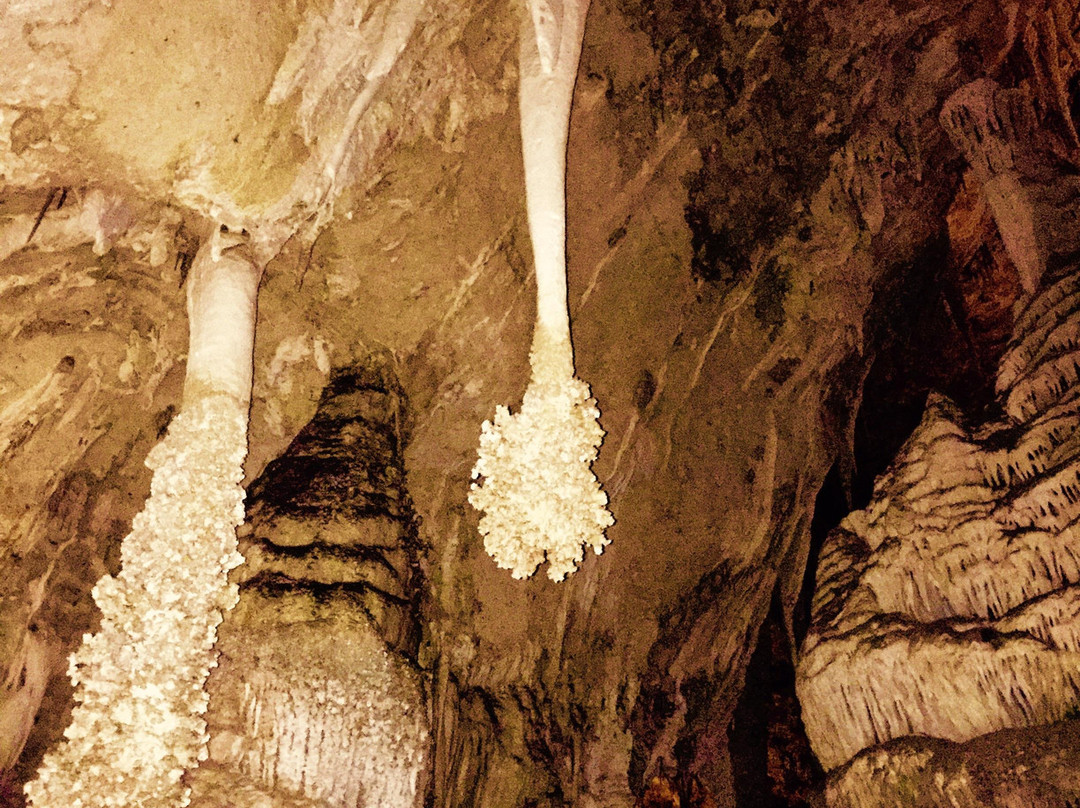 Lion's Tail-卡尔斯巴德洞穴国家公园必去景点