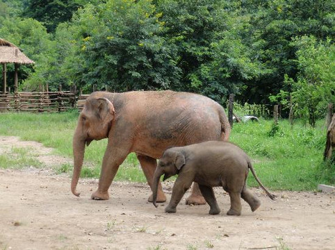 大象自然保护公园-清迈必去景点