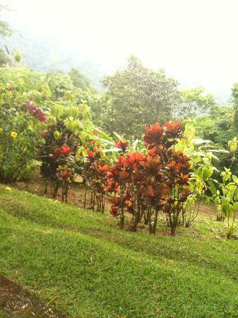 Pura Vida Gardens and Waterfalls-哈科必去景点