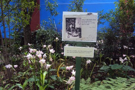 卡萝博物馆-墨西哥城必去景点