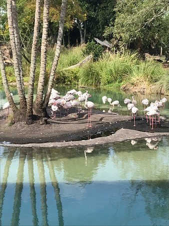 Kilimanjaro Safaris-奥兰多必去景点