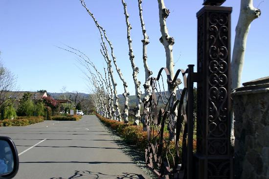 Peju Winery景点图片