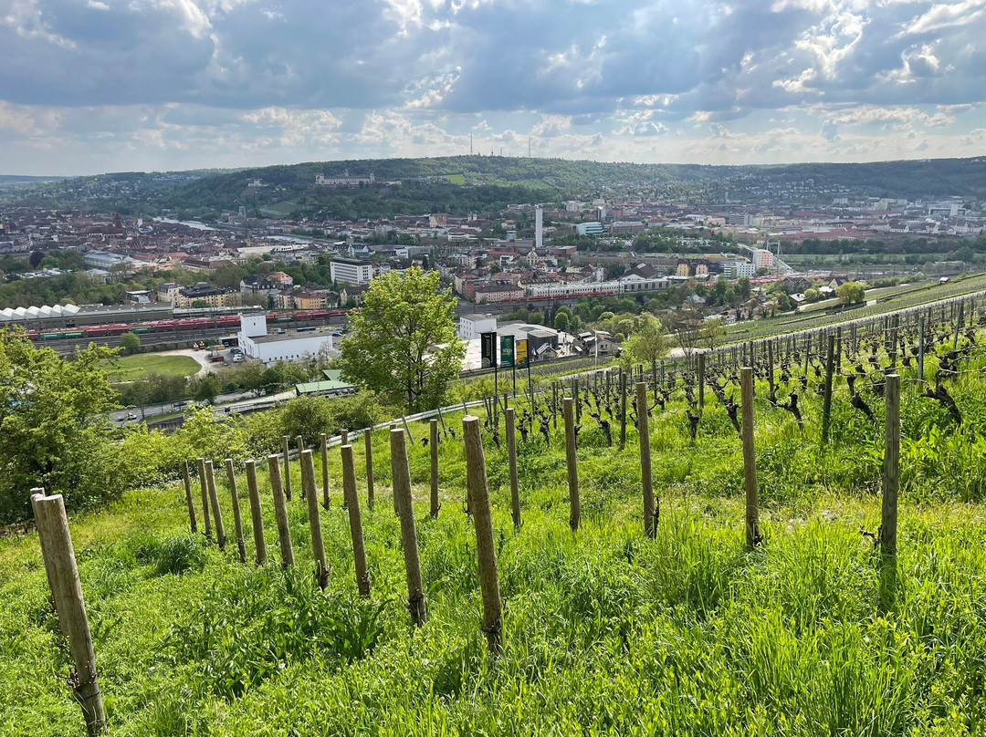 Weingut am Stein, Ludwig Knoll景点图片