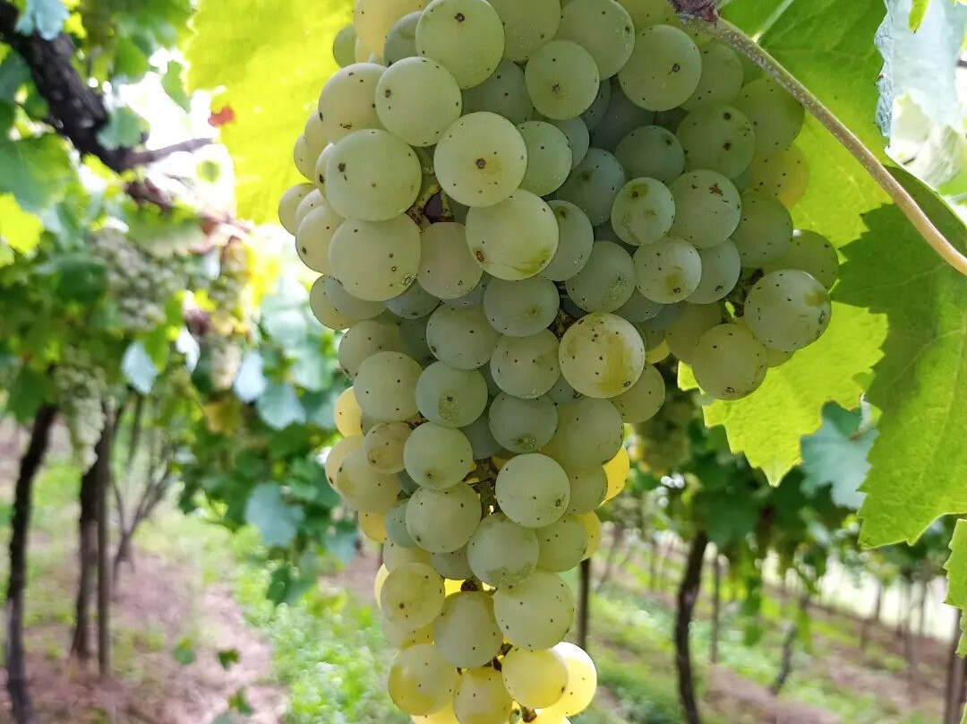 Vinhos Foresti景点图片