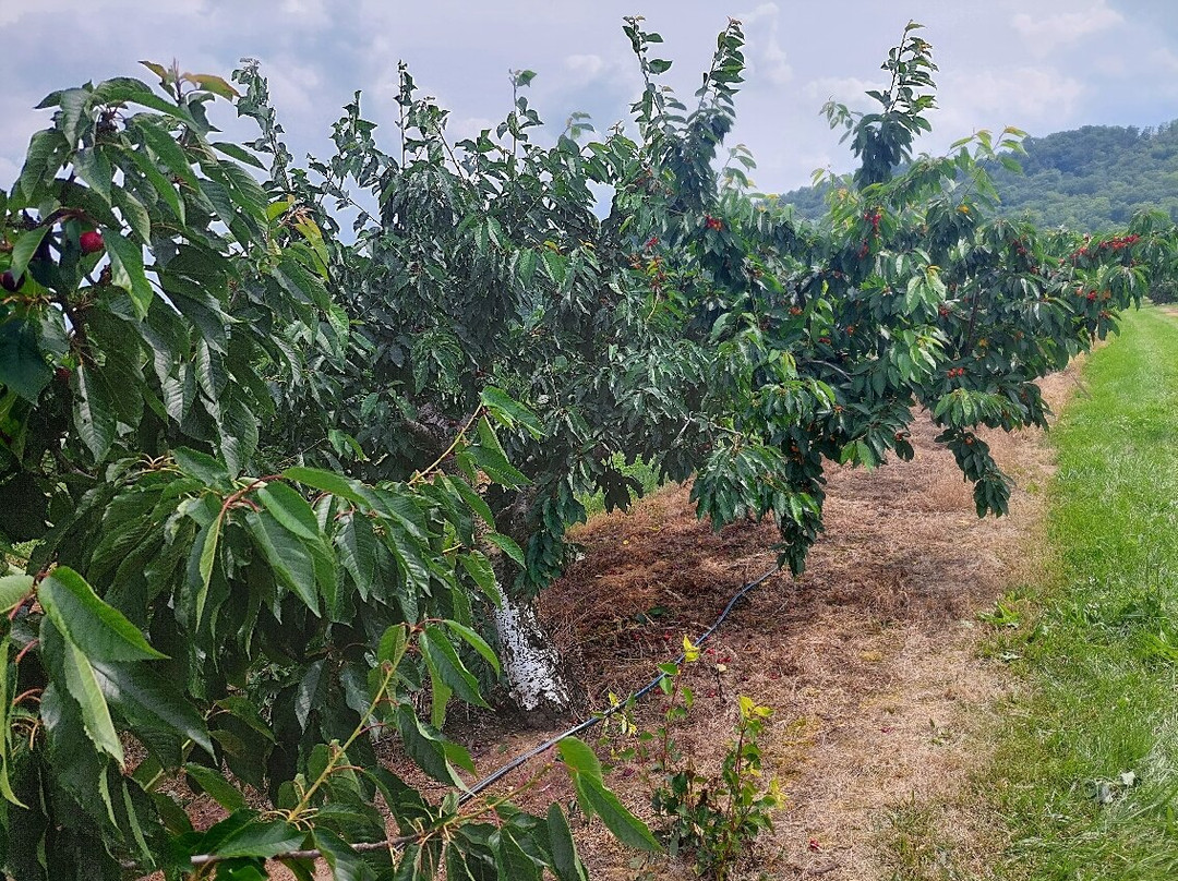 Cherry Avenue Farms景点图片