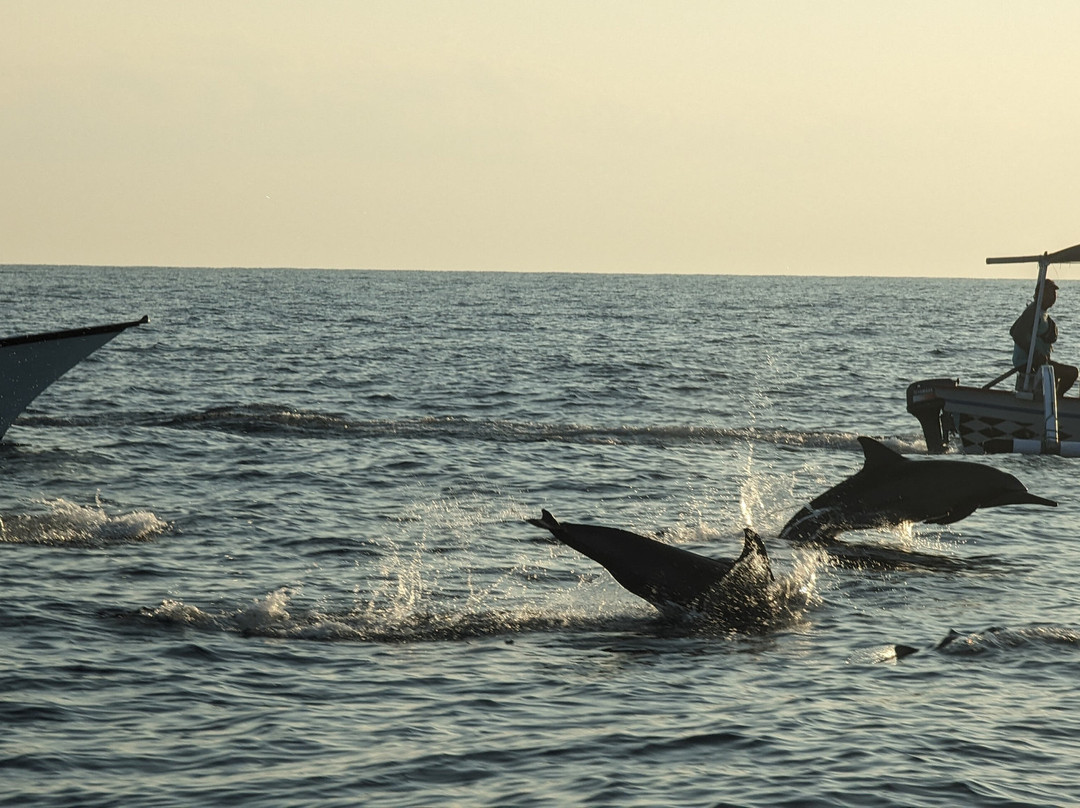 Dolphin Lovina Bali景点图片