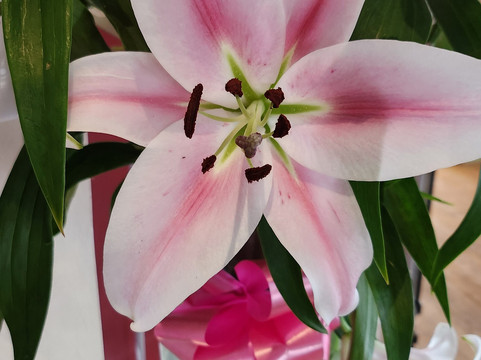 Villa Mentone Hotel主图