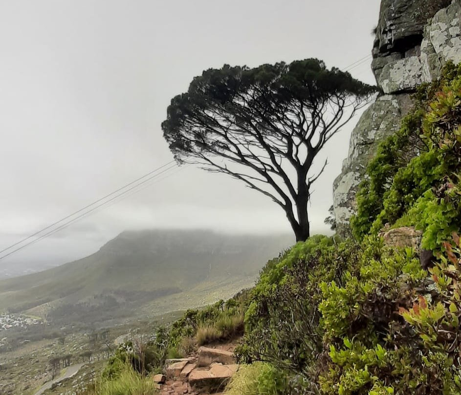 Table Mountain Treks and Tours景点图片