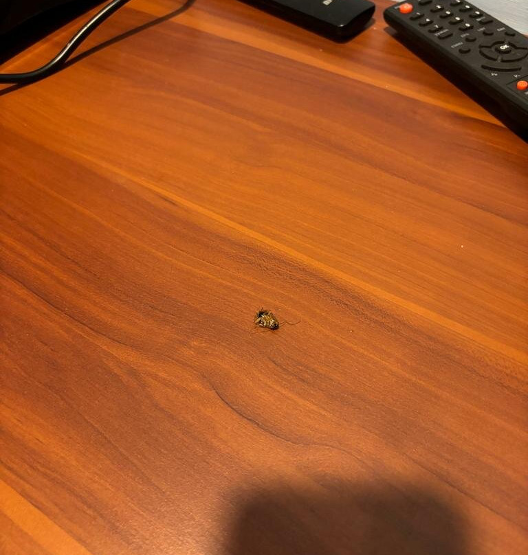 Beach Village Resort主图